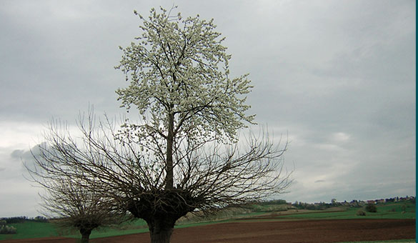 bialbero-arvore